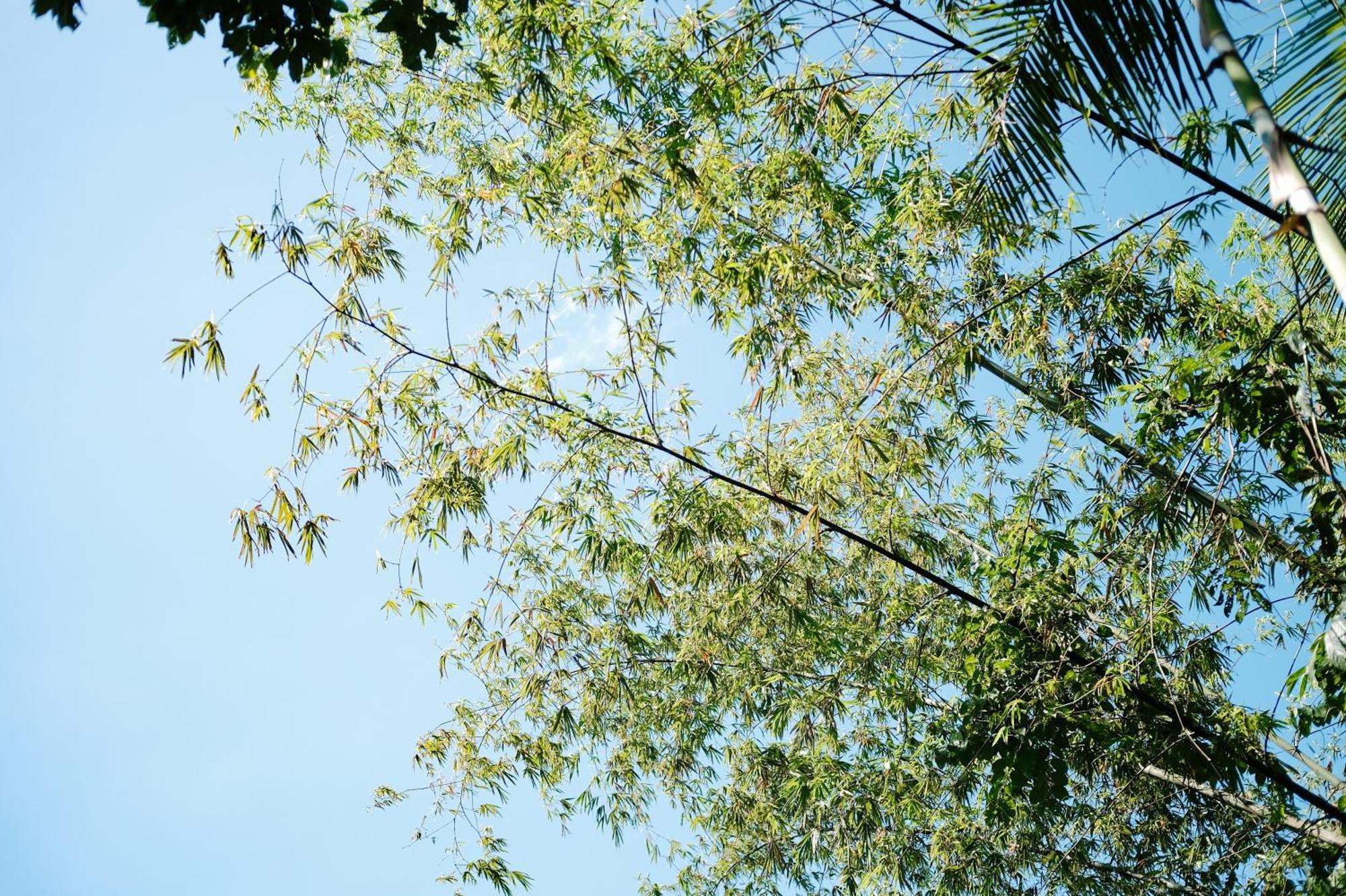 Treehouse De Valentine Villa Balamban Eksteriør billede